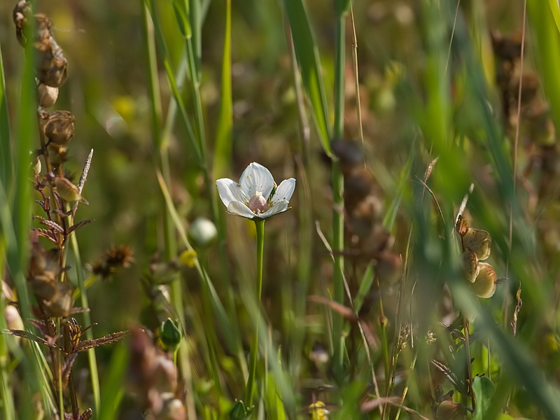 Parnassia palustris Parnassia Parnassia